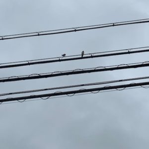 今年もツバメが巣作り
